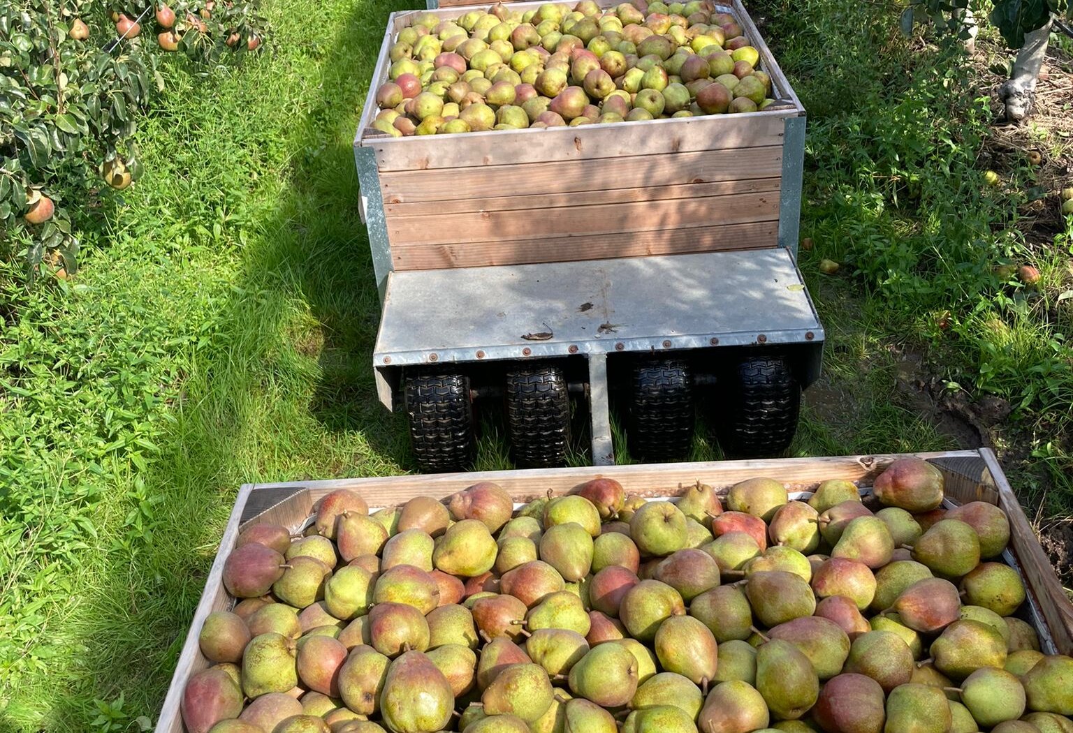 Telers Sweet Sensation verwachten een mooi seizoen