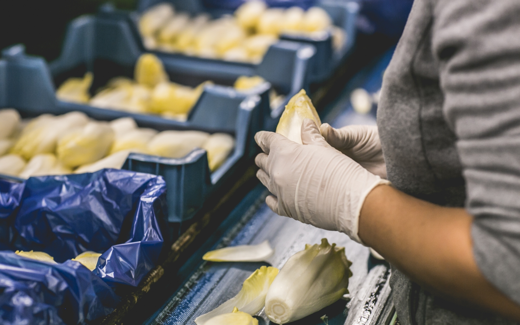 Food Safety